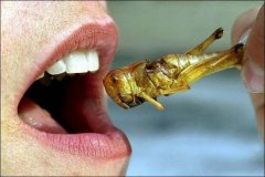 世界上12种美味昆虫食品